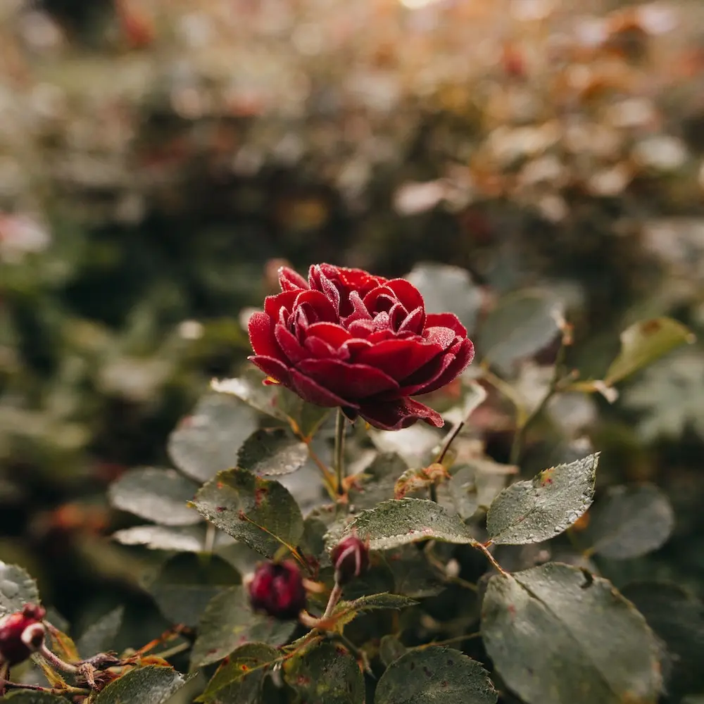 Flowering plant in front of a blurred background