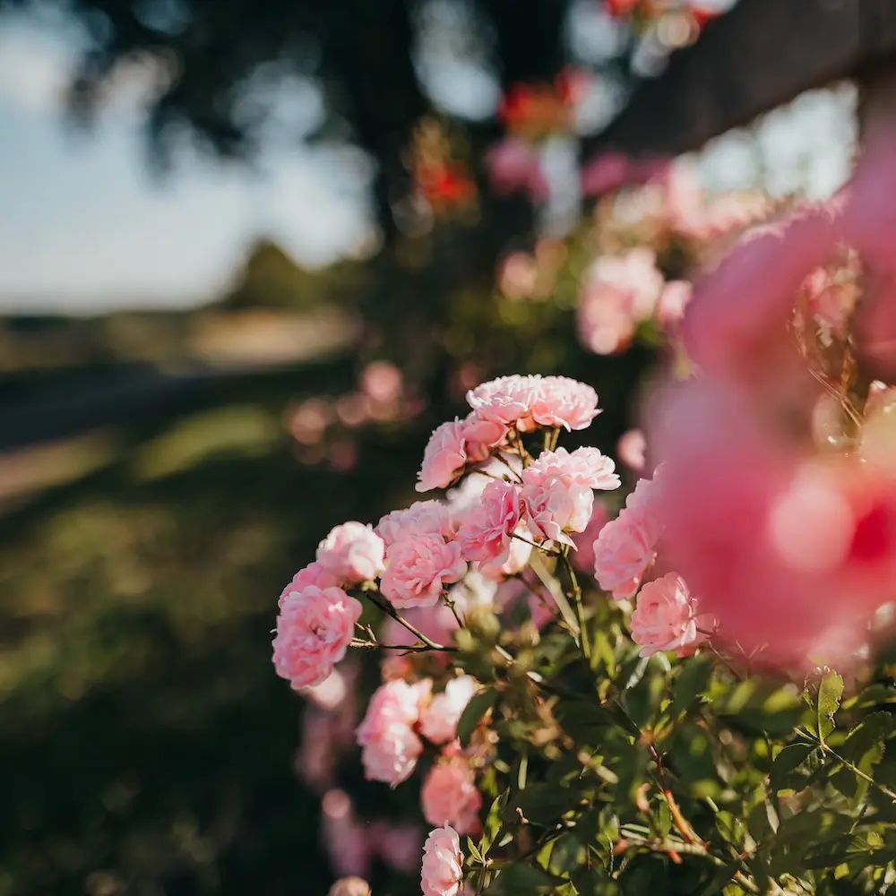 Flowering plant in front of a blurred background