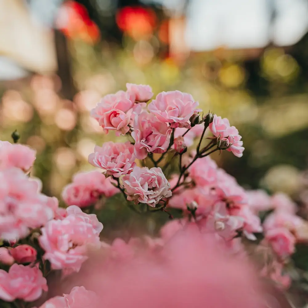 Flowering plant in front of a blurred background