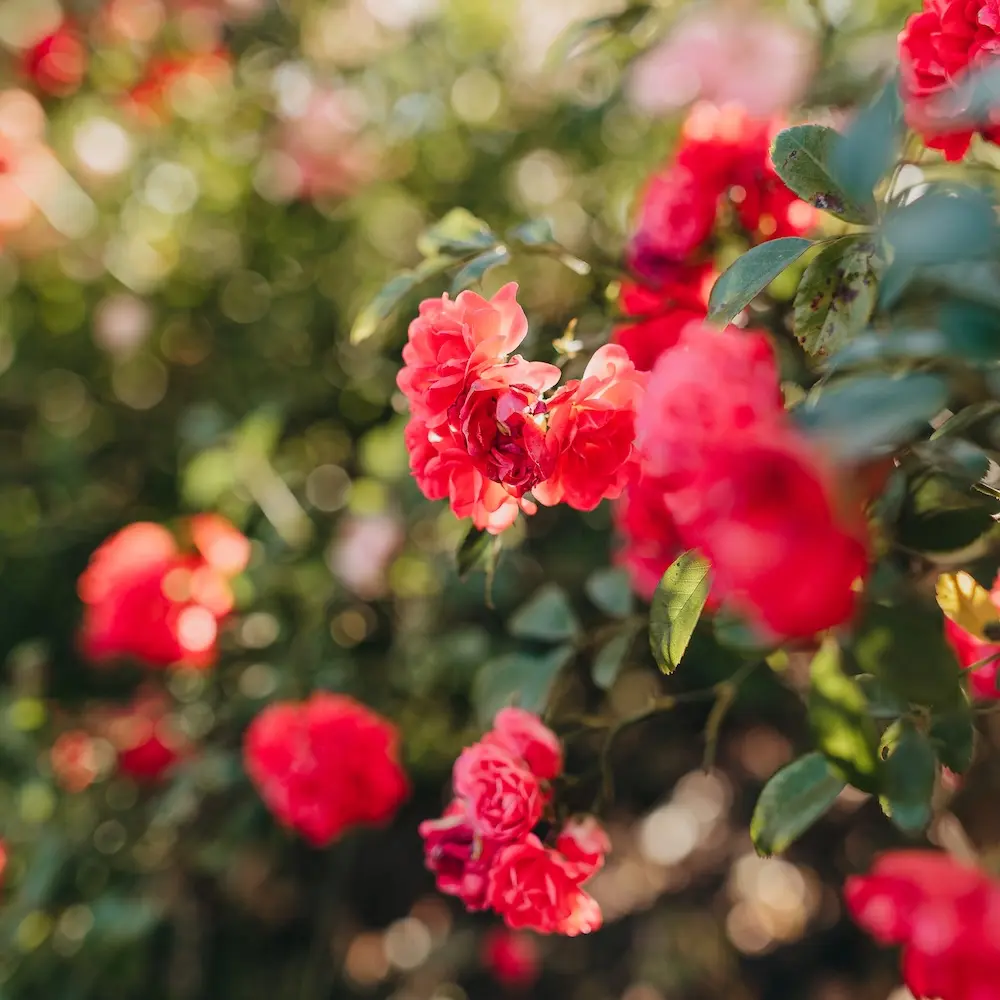 Flowering plant in front of a blurred background