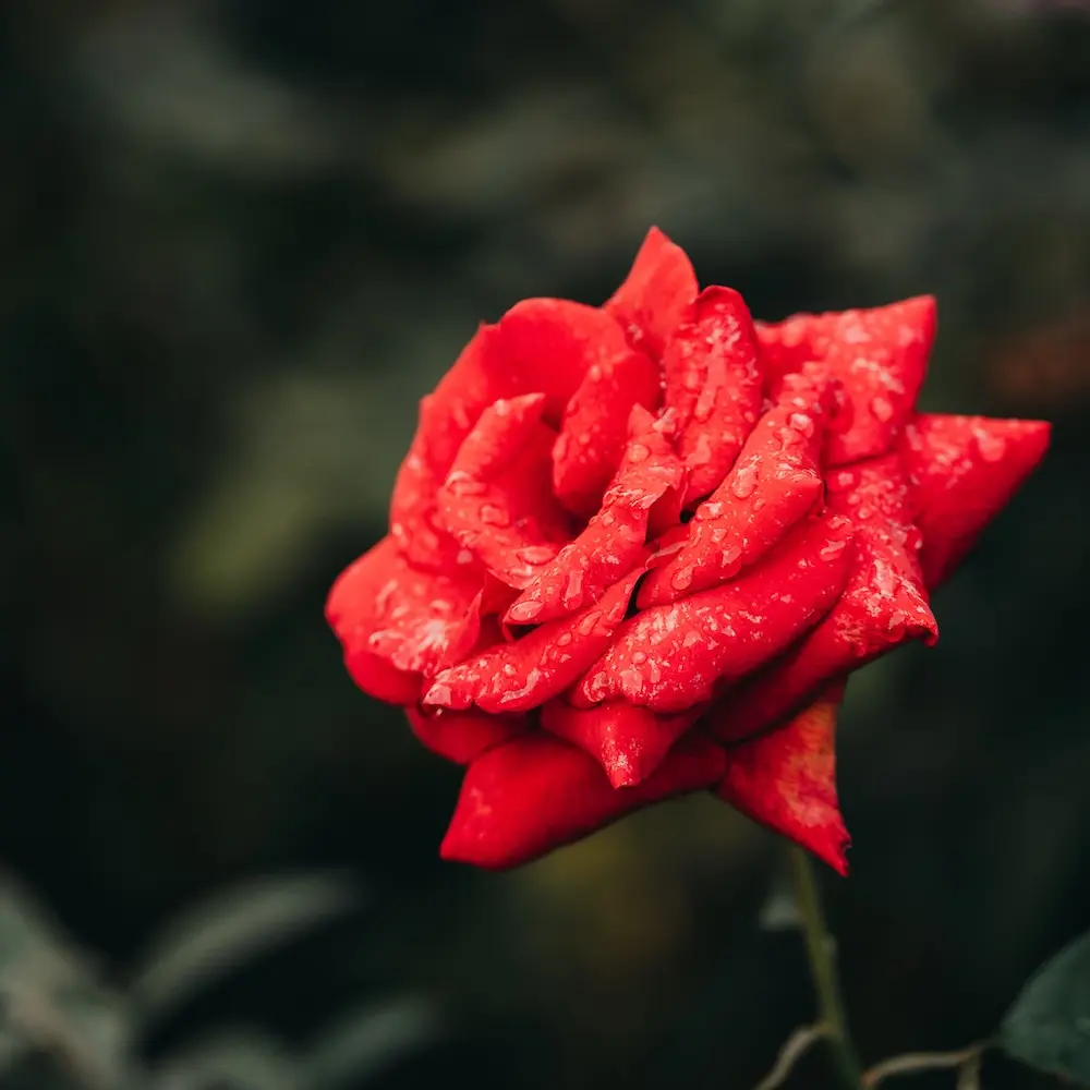 Flowering plant in front of a blurred background